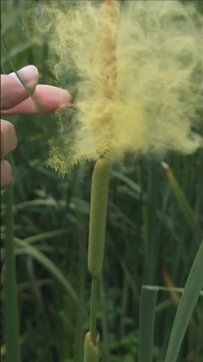 Making cattail pancakes