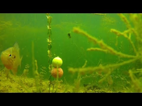 Unterwasseraufnahmen beim Karpfenangeln am See! Angeln auf Karpfen