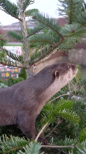 A Christmas tree like no otter 🦦 Lloyd and Pistachio enjoyed their first ever Christmas tree yesterday 🎄 All thanks to our Christmas tree recycling scheme! 🌲 Drop your Christmas tree off in the designated lane in the Noah’s Ark car park from tomorrow (27th Dec) until 25th January. All donated trees will used around the Zoo in many different ways. #christmastree #boxingday #otter #ottergram #ottervideo | Noah's Ark Zoo Farm