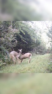 Protecting HER Fawn!!! | Camera In The Woods
