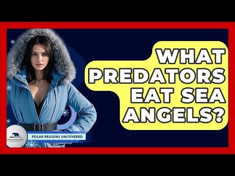 What Predators Eat Sea Angels? - Polar Regions Uncovered