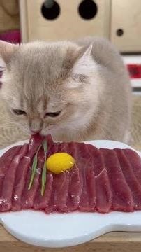Cats make everything cute #Impressed by a cat #Enthusiastic eater #Raising this cat is easy