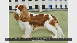 Cavalier King Charles Spaniel: The Ultimate Companion Dog Review