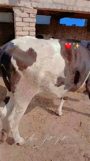 Australian farzian heffer +Australian farzian bull @branded cows #foryou #viral shorts video