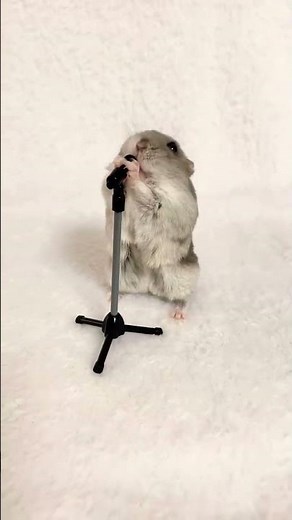 Rat singing Mr. Bombastic
