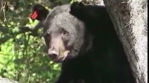 FWC to discuss Florida bear hunt rules on Wednesday