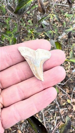 Beautiful Hemipristis Shark Tooth Fossil