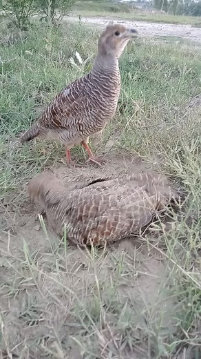 Understanding Pheasants in Their Natural Habitat