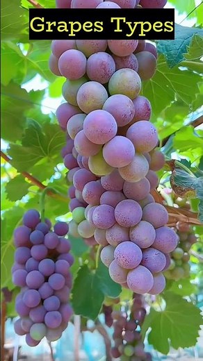 Different Types of Grapes You Should Know | Colorful & Tasty Varieties #Shorts