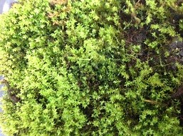 What is moss?