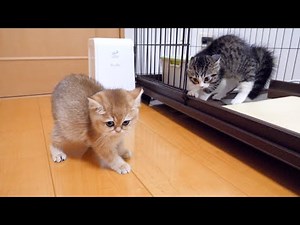 Kitten Coco meets kitten Mimi for the first time