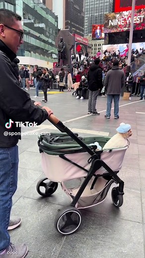 Cats in Hats: Adorable Moments from Times Square