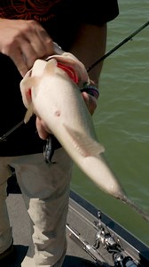 Feisty little guy😈 Seth Feider Fishing | Wired2Fish