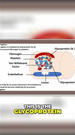 2-Minute Platelet Aggregation: How Glycoprotein IIb/IIIa Connects Fibrinogen #shorts