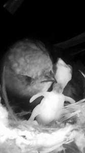 Swift chick is tiny but mighty 🐤👊 #wildlife #birdwatching #nature #birdhouse #birds | Nest Box Live