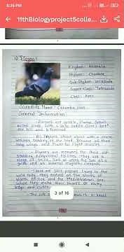 11th | Biology | project | 5. Collect the information of Birds from your surrounding area.