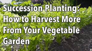 What is Succession Planting? See How to Increase Your Harvest