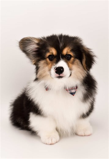 Meet Our Fluffy Corgi Puppy Ready for Adoption!