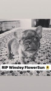 We’re all shocked and devastated that Winsley FlowerSun passed away suddenly last night. With these tiny pups born with congenital issues from crappy Greeders, you never really know what the cause is because you can’t test properly until they are bigger. She was 10 weeks and weighed only 1.6lbs. This just really sucks. I don’t know how much more my heart can take but am trying to hold on so we can create a sanctuary. These dogs deserve so much more than the shittiness of humans. Please send awes