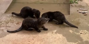 NC Zoo caring for otters before their release back into wild