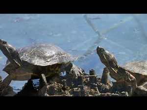 Nikon coolpix A1000 video qualities after version 1.4 firmware upates