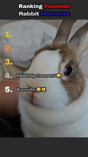 🐰🤣 Ranking the Funniest Rabbit Moments Ever! #1 Will Have You Crying With Laughter! 😂