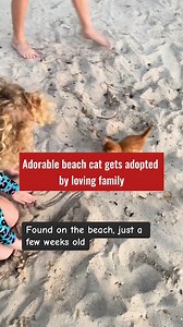 7.8K views · 258 reactions | This adorable beach cat was adopted by a loving family. | New York Post | Facebook