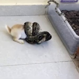 394K views · 88 reactions | LMC Big Python Swallow Whole Poor Rabbit | সাদিয়া জান্নাত মিম | Facebook