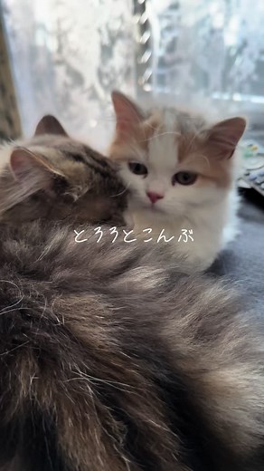 Adorable Cat Compilation - Funny and Cute Moments