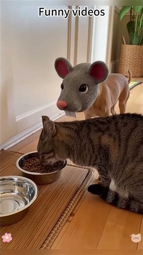 Chihuahua in a scary mask pranks the dog & cat #funnycats #funnydog #cat #dogs #usa