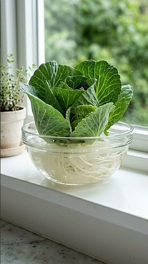 How to Regrow Cabbage from Scraps: The Ultimate Kitchen Garden Hack 🥬