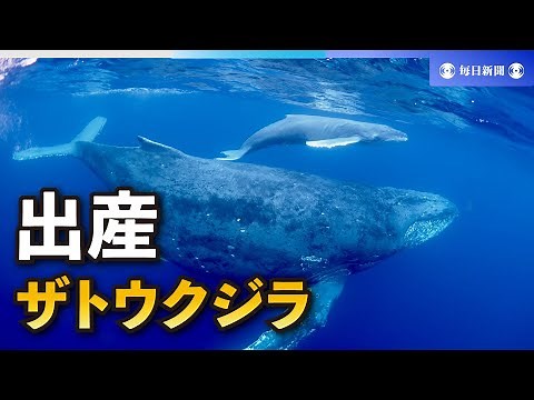 Diver films humpback whale birth off Amami-Oshima Island in Japan 1st