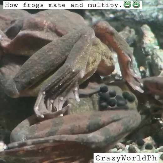 How frogs mate and reproduce. 🐸🐸🤔