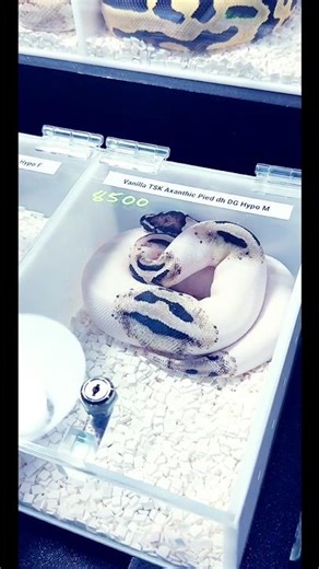 This Ball Python Looks Fake