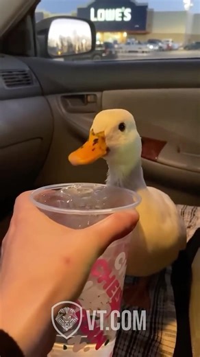 What Is This Duck Doing With Ice Water? 🦆🤣