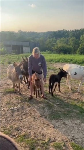 Cute Burro in Action: A Heartwarming Mini Donkey Adventure