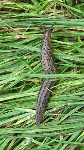 Leopard Slug 20241007 #shorts