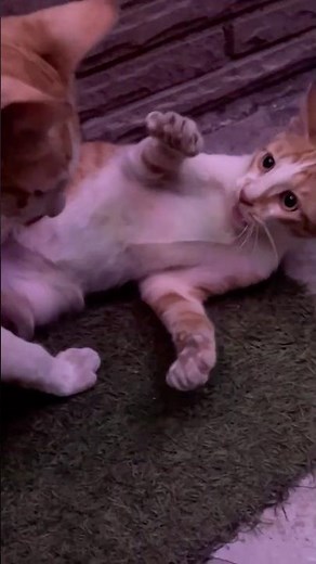 Battle on the Front Steps: Catsner vs. Catberg – The Home Turf Showdown! #catfight #pawsomemoments