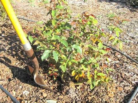 Winter is Rose Pruning Time
