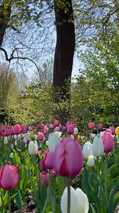 5.6K views · 343 reactions | It’s tulip time at The Morton Arboretum! Find them dancing in garden beds and containers around the Visitor Center. To see what else is blooming on-site, see this week’s Spring Bloom Report: https://bit.ly/3VxUndT #mortonarboretum #springblooms #tulips #tulipseason #tulip | The Morton Arboretum | Facebook