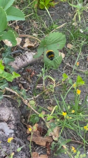 This fluffy bumblebee sounds even bigger than it looks! 🐝🔊