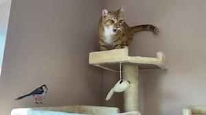 Pet Paw-see offering low-cost spay/neuter clinics for cats