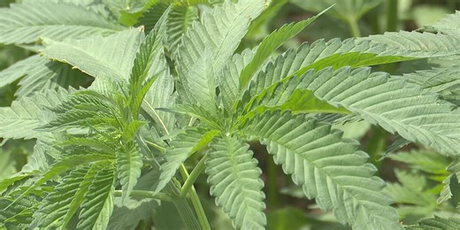 SD hemp farmers react to tight restriction on THC in hemp-based products