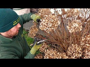 HOW and WHEN to prune a Hydrangea?