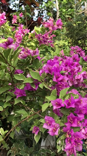 dam chuti (@think_leady)’s videos with original sound - dam chuti