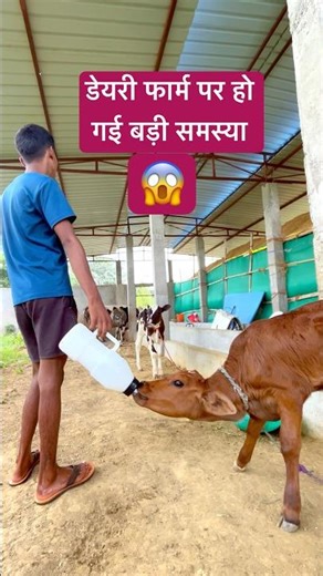 डेयरी फार्म पर हो गई बड़ी समस्या😱#trending #minivlog #youtubeshorts #dairy #dairyfarm #hfcowfarm