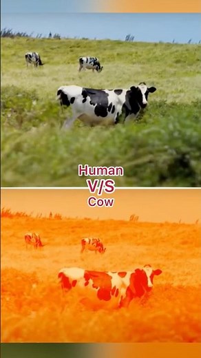 How animal see the world #foryou #facts