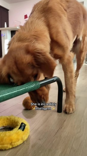Incredibly Intelligent Dog: Amazing Tricks and Smartness
