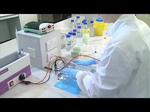 Running an Agarose Gel - University of Leicester