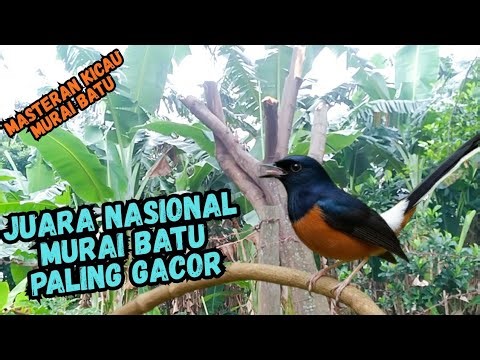 The Bird That Broke The Internet 😱🎤 | Murai Batu’s Unbelievable Voice 🐦